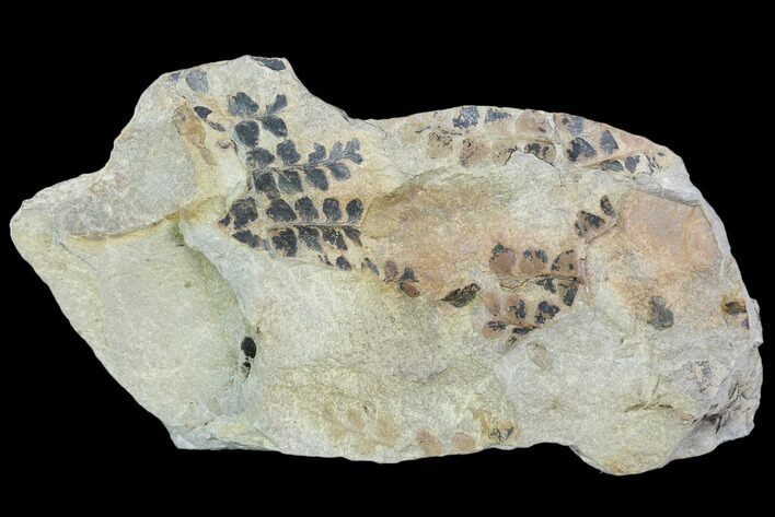 Pennsylvanian Fossil Fern (Sphenopteris) Plate - Kentucky #112928